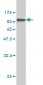 ISGF3G Antibody (monoclonal) (M02)